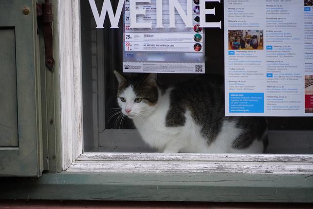 Schlendert man derzeit durch die Straßen der hiesigen Kommunen, entdeckt man überall interessante Motive und Szenen - wie hier in Miltenberg in der Altstadt. 