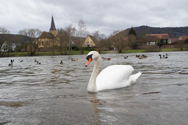 Am Main bei Kleinheubach.