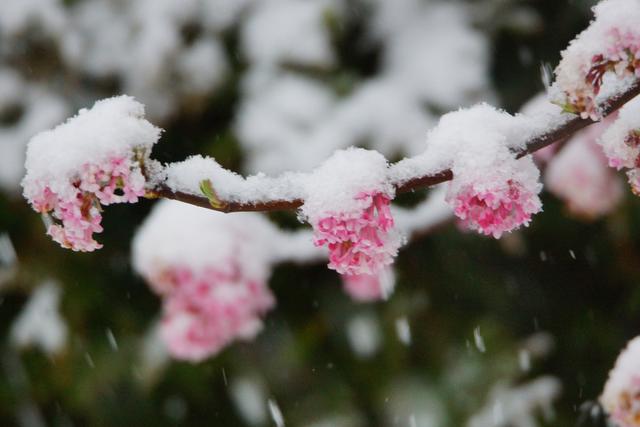 Von wegen Vorfrühling im Anmarsch! Neuschnee  gab am Donnerstag nach den letzten Faschingstagen (27.02.2020).