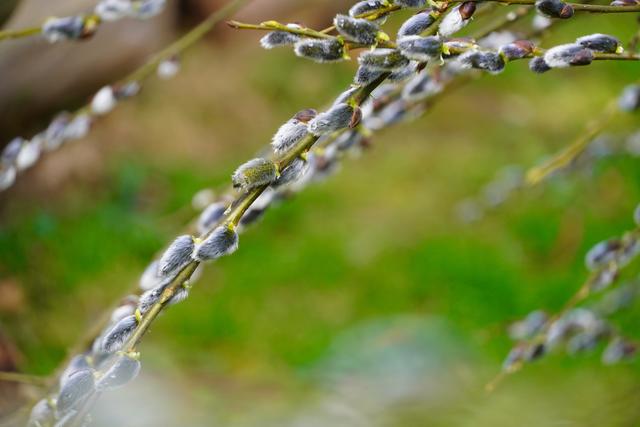 Können wohltuende Frühlings-Farben unsere Virus-Angst besänftigen? 