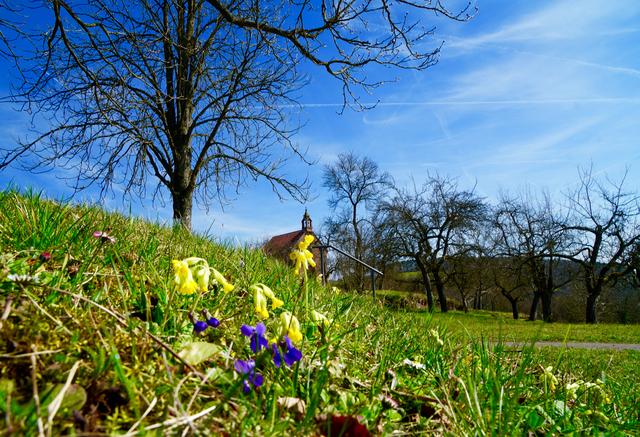 Der Frühling ist da - bei uns am Untermain oder wie hier im Taubertal zwischen Wertheim und Kloster Bronnbach, oberhalb unweit einer altehrwürdigen Kapelle bei Reicholzheim. 