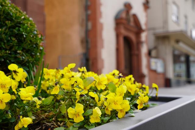 Frühling in Tauberbischofsheim