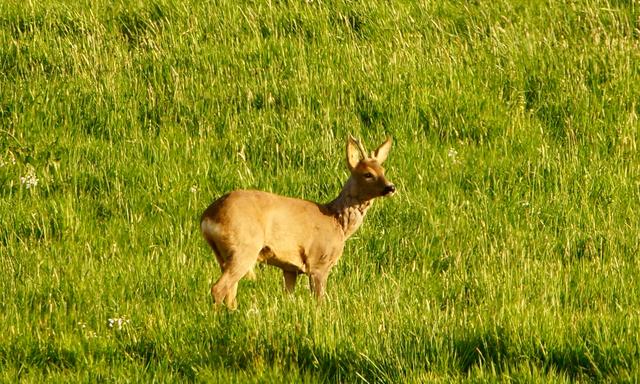 Rehbock im Odenwald. 