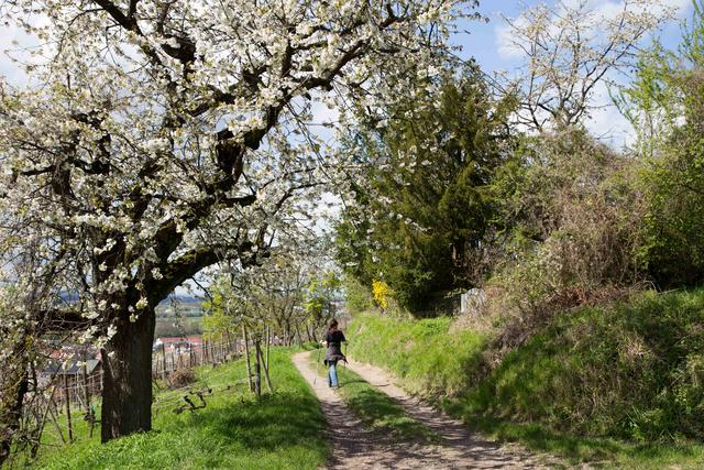 Der Frühling taucht die Natur in ein Blütenmeer und lädt zu ausgiebigen Spaziergängen im Grünen ein.