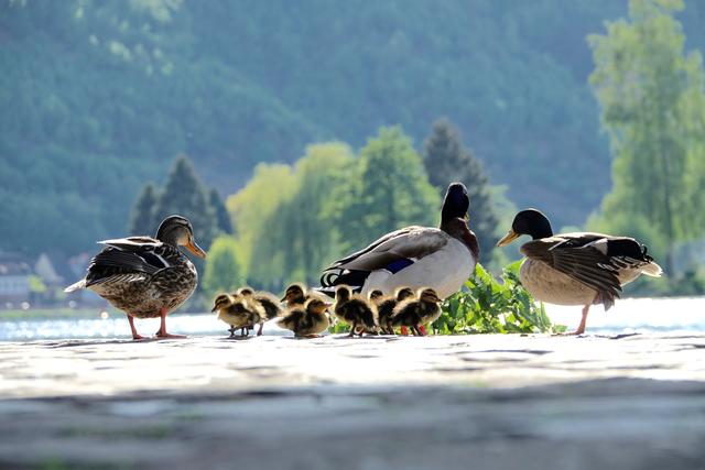 Enten-Dutzend am Main in Miltenberg: Mutter, Vater und Erpel-Onkel umsorgen neun Enten-Küken bei ihren Abenteuern zu Wasser und zu Land nahe der fast leeren Uferpromenade. 