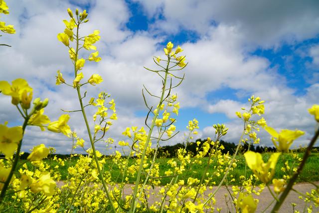 Gerne pflichten wir Ludwig Uhland bei, der in seinem Gedicht“ Frühlingspause“ sagt: „Die Welt wird schöner mit jedem Tag, man weiß nicht, was noch kommen werden mag, das Blühen will nicht enden!“