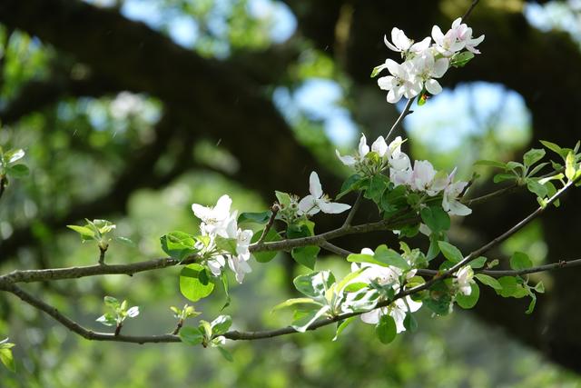 Der Monat Mai macht mit seinen vielfältigen Facetten besondere Wirklichkeits-Ebenen sichtbar.

Nehmen wir uns bei jedem Wetter ein wenig Zeit, sei es eine halbe oder eine Stunde, um jenseits von Hast und Lärm über das Gemüt wieder Freundschaft mit der Natur zu knüpfen.

Das ist eine Kur für die Seele!