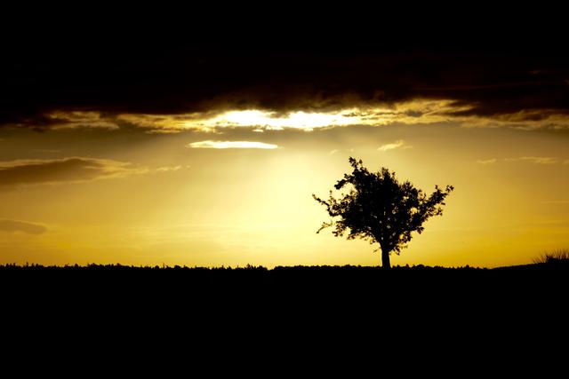 Voller Magie und Mystik

Die Natur erwacht wieder zum Leben. Und: seit Jahrhunderten ranken sich Sagen und Bräuche, Geschichten und Gedichte, Legenden und Lieder, Feste und Feiern rund um den Mai - voller Magie, Mystik und Wunder!