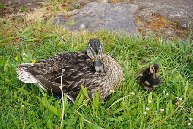 Fünf kleine Enten schlüpfen unter das wärmende mütterliche Gefieder, ein Küken-Abenteurer sucht nach fressbarem Grünzeug im Umkreis der Entenmutter.