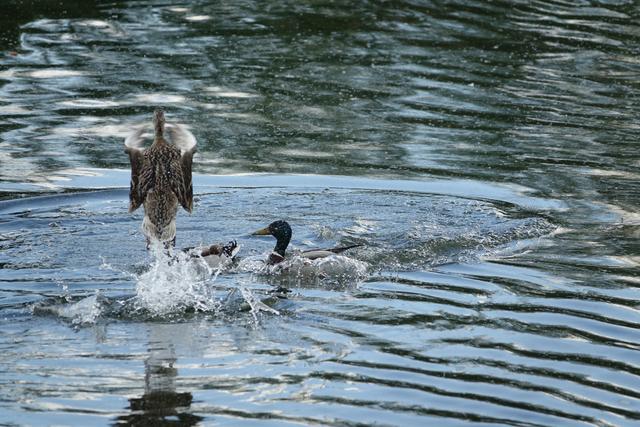 Wenn zwei Erpel sich streiten, freut sich die Ente als drittes  Tierchen und sucht fliegend das Weite ...