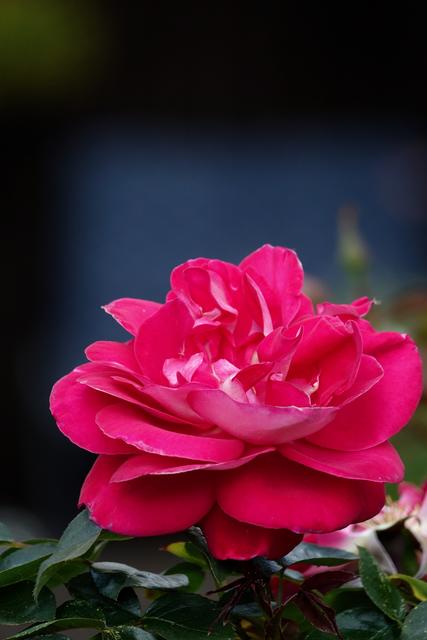 Der Rosenmonat Juni kommt noch, die Königin der Blumen ist schon da!