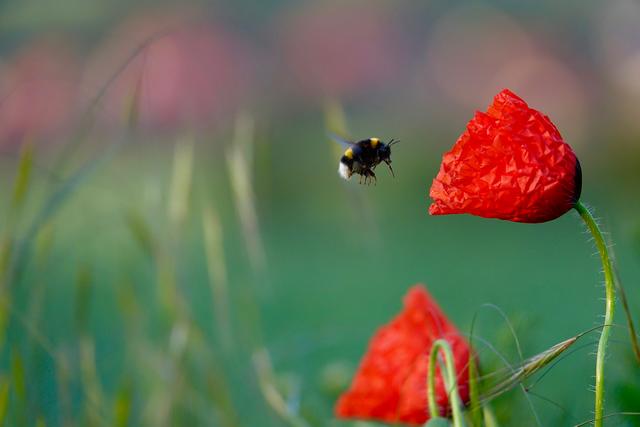 Rot lockt an - hier eine Hummel schon kurz nach Sonnenaufgang.
