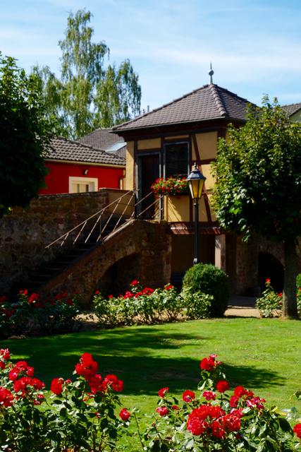 Hier im Rosengarten von Klingenberg kann man wunderschöne, inspirierende und erholsame Momente erleben 
mit vielen farbenprächtigen Blumen, gerade jetzt im Juni, im Monat der Rosen!