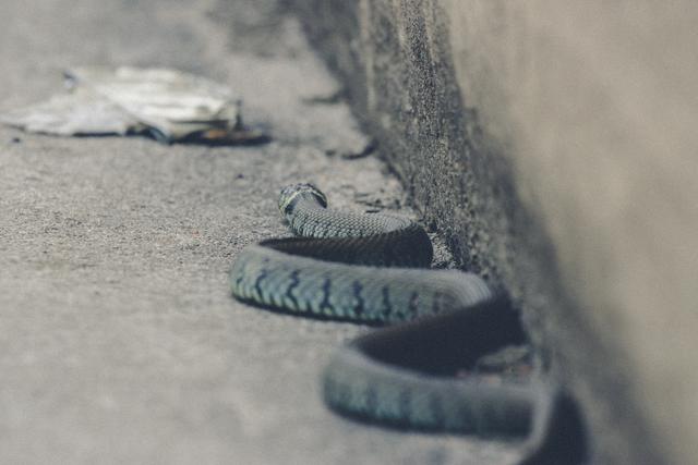 Foto: Dominik Stapf