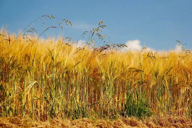 Leuchtendes, gold-gelbes Getreidefeld zwischen Himmel und Erde - im Madonnenländchen zwischen Miltenberg und Walldürn. 