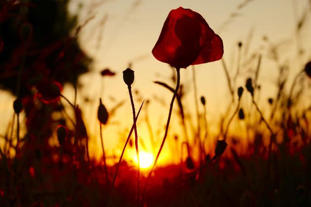 Sonnenaufgang im Odenwald. 