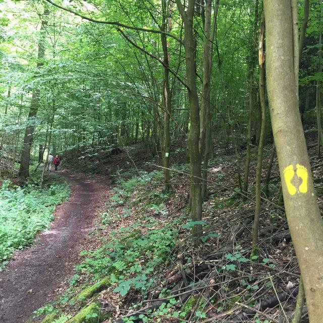 NaturBarfußpfad - "3 im Wald" | Foto: DREI AM MAIN