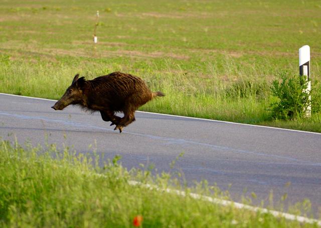 Dabei gelte es, sich als Wanderer aber nicht kreuz und quer durch die Wälder zu bewegen, sondern auf den Wegen zu bleiben betont Selina Utz.

Denn: Wild-Tiere sollten nicht verscheucht oder gestört werden! Immer wieder kommt es zu Verkehrsunfällen mit flüchtenden Rehen, Wildschweinen, Füchsen,Dachsen, Mardern und Hasen. 