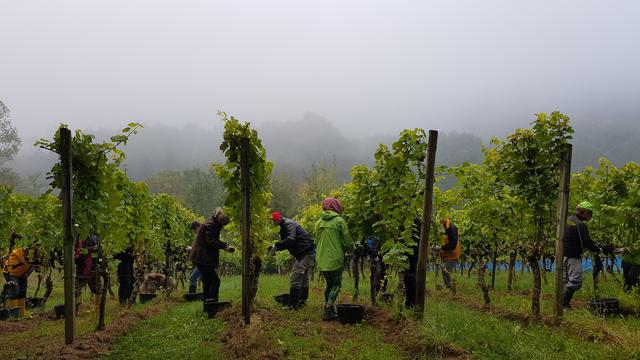 Weinlese im Morgennebel im Weinberg Giegerich. | Foto: Sylvia Kester