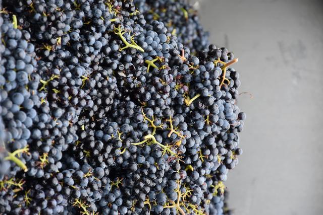 Reiche Ernte | Foto: Sabine Rindsfüsser