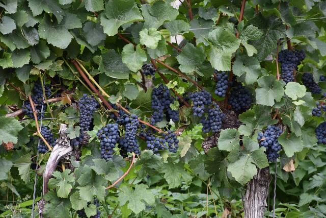 Foto: Sabine Rindsfüsser