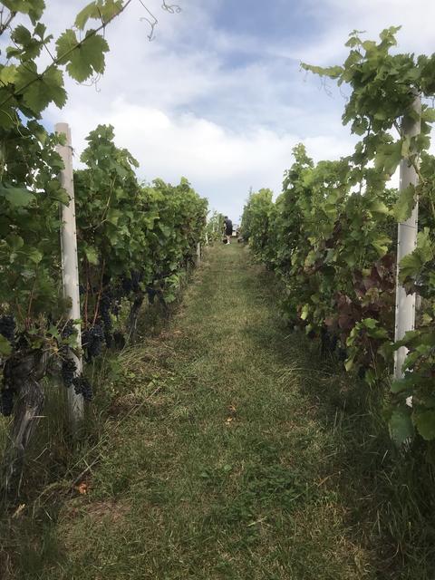 Im Weinberg von Weinbau Spall, Wörth. | Foto: Familie Spall