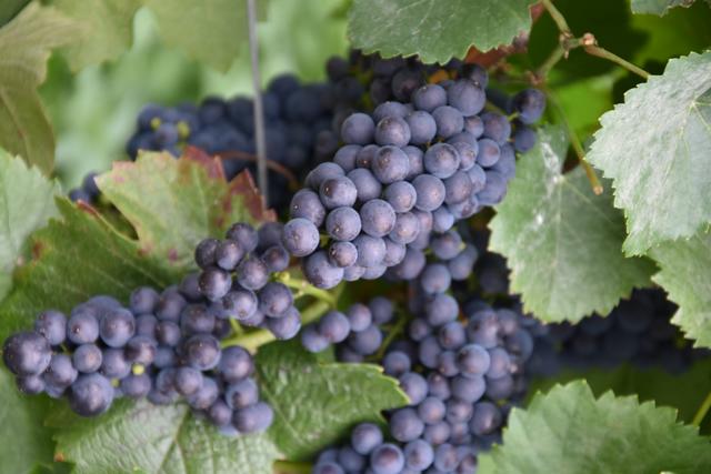 Foto: Sabine Rindsfüsser