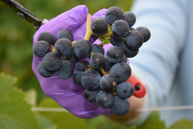 Spätburgunder-Traube | Foto: Sabine Rindsfüsser