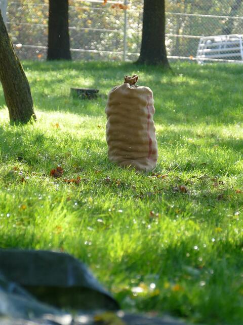 Einsamer Apfelsack