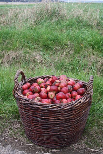 Korb mit roten Trierer Weinäpfeln