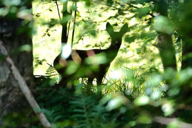 Nicht umsonst und passend lautet eine Waidmann-Devise aus dem 19. Jahrhundert:

„Das ist des Jägers Ehrenschild /
Dass er beschützt und hegt sein Wild /
Waidmännisch sagt, wie sich’s gehört, /
Den Schöpfer im Geschöpfe ehrt.“ 