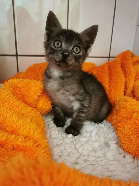 „Zu uns Katzen kamen keine Fremden mehr, die uns streichelten und mit Leckerchen versorgten. Klar war der normale Ablauf, also Füttern, Putzen usw. schon so wie üblich. Aber es lag eine ganz komische Atmosphäre in der Luft.