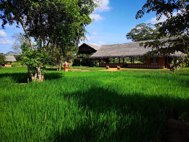 Unser Speisehaus liegt am Rande des Ayurvie Sigiriya Resorts und ist von Reisfeldern umgeben.