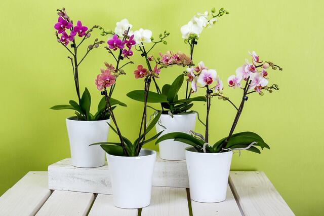 Orchideen
