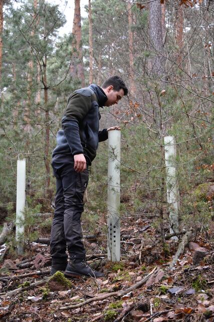 Zu den Aufgaben des jungen Forsttechnikers zählt unter anderem die Aufforstung. | Foto: Andrea Kaller-Fichtmüller