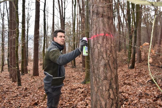 Hendrik Wörner kennzeichnet einen Baum, der gefällt werden soll. | Foto: Andrea Kaller-Fichtmüller