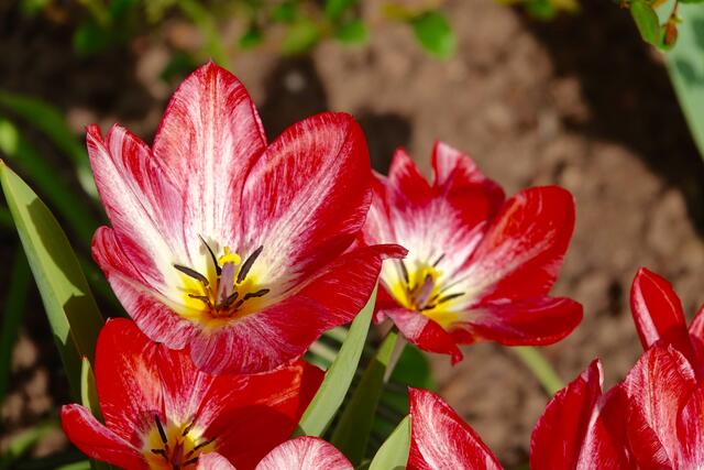 Erste Frühlingsblumen an Ostern 2021