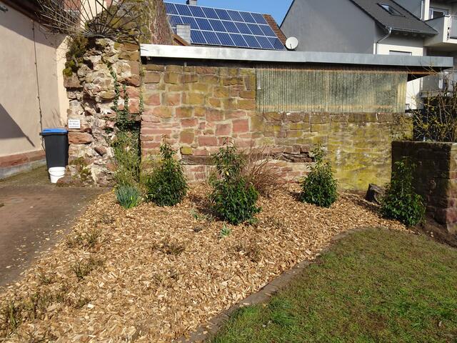 Auch das Beet neben der Sakristei wurde neu gestaltet. | Foto: Ruthard Zipf