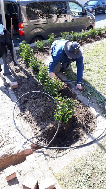 Die neu verlegte Tröpfchenbewässerung sorgt für kontinuierliche Wasserversorgung in den mittlerweile oft sehr trockenen Sommermonaten. | Foto: Ruthard Zipf