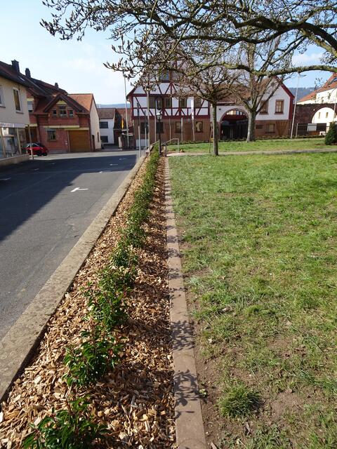 Kirschlorbeer auf Hackschnitzel: so sieht die neu angelegte Umrandung des Großheubacher Kirchenvorplatzes aus. | Foto: Ruthard Zipf