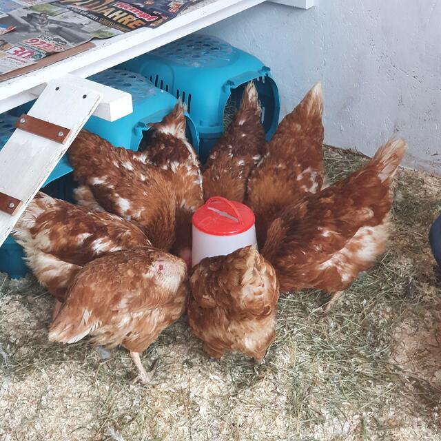 Die Damen vom Verein RETTET DAS HUHN e.V.