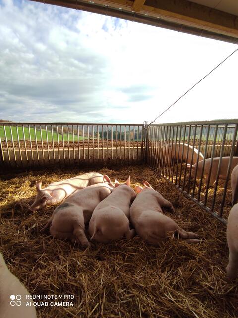 Ein Besuch auf dem Schweinehof vielleicht?