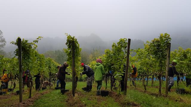 Oder bei der Weinlese mitmachen?