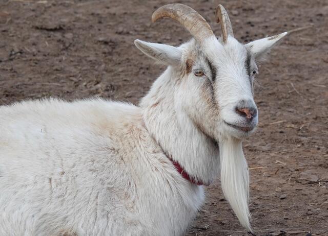 Die einstige unheimliche Stimmung zum ersten Mai spiegelt sich auch in schaurigen Geschichten und Sagen , ebenso in Volksliedern von Hexen, Gespenstern und Geister-Reitern wider. 
