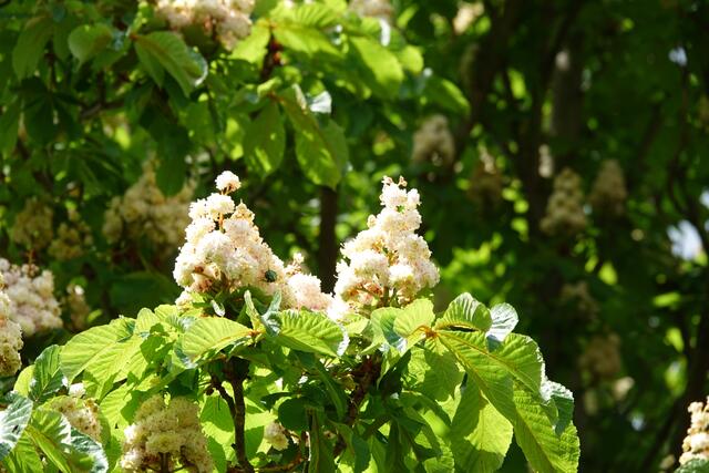 Kastanienblüte. 