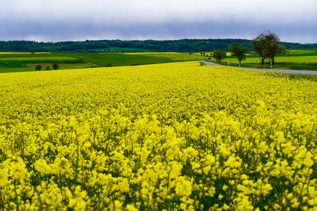 Rapsblüte 2021: Auf 1 Million Hektar blüht jetzt der Raps. 

