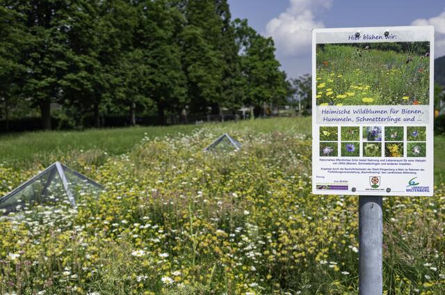 Auf dem Gelände über der Tiefgarage in Klingenberg entwickelt sich dank der Fortbildung für Bauhöfe eine prächtige Vegetation, die Lebensraum für viele Insekten schafft.