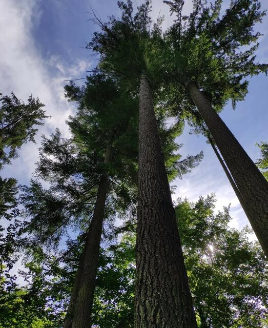 größter Baum Bayerns - die imposante Douglasie im Collenberger Wald