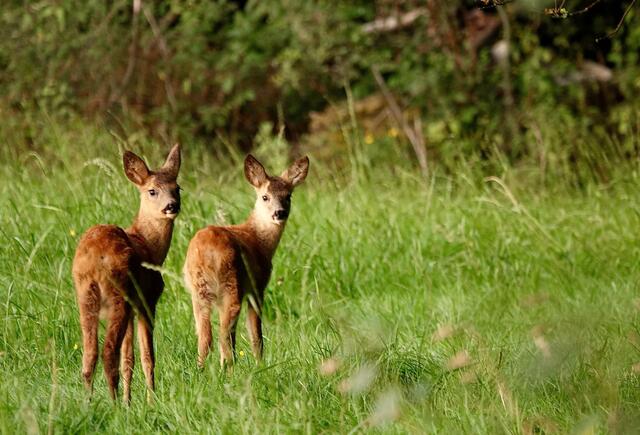 Zwei Rehkitze äsen am Waldrand an einem spätsommerlichen Nachmittag zwischen schützendem Waldrand und offener Wiese.