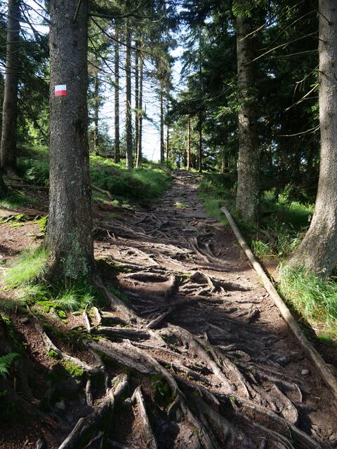 Osser Bild 2von13